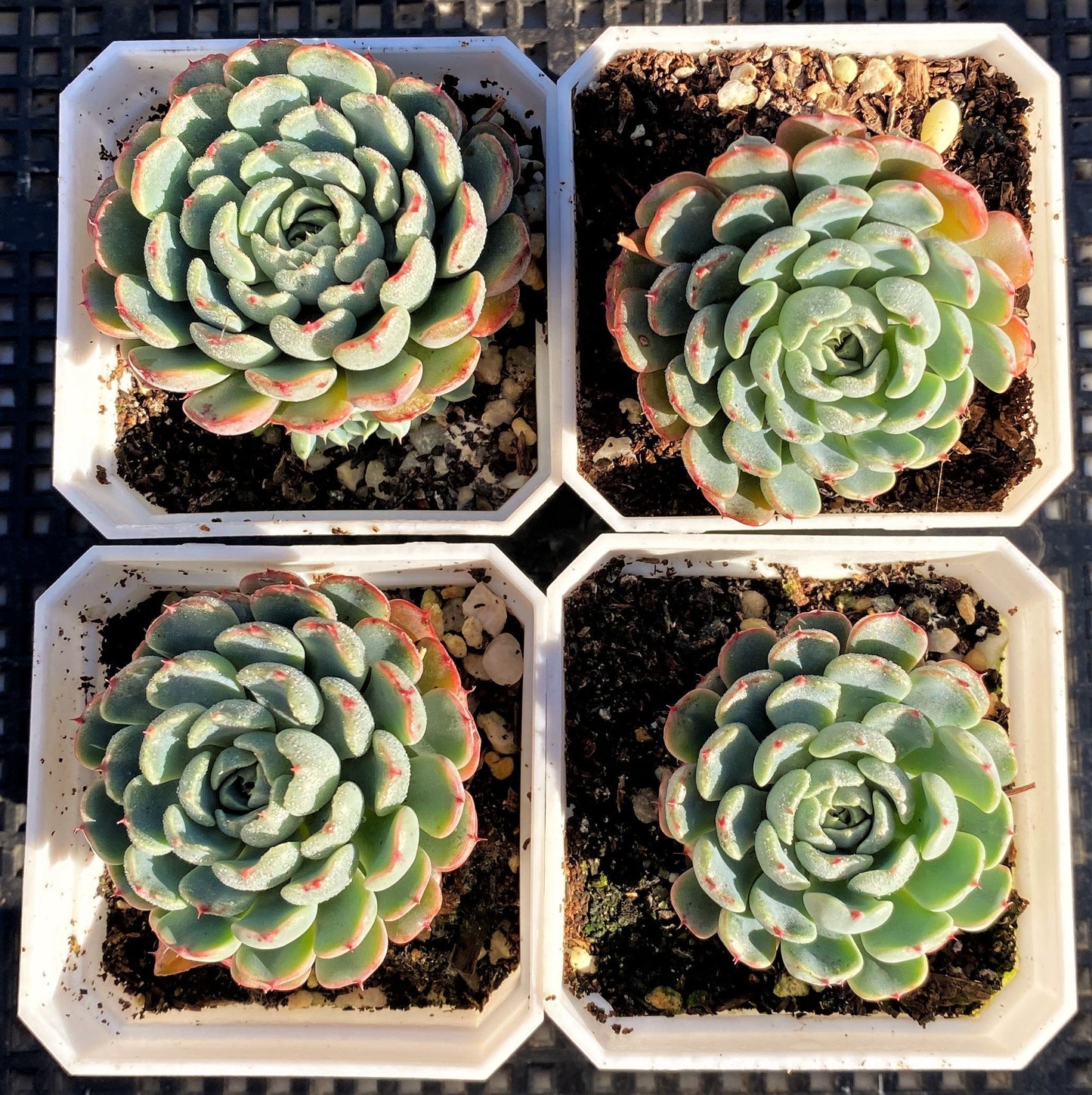 Echeveria minima A