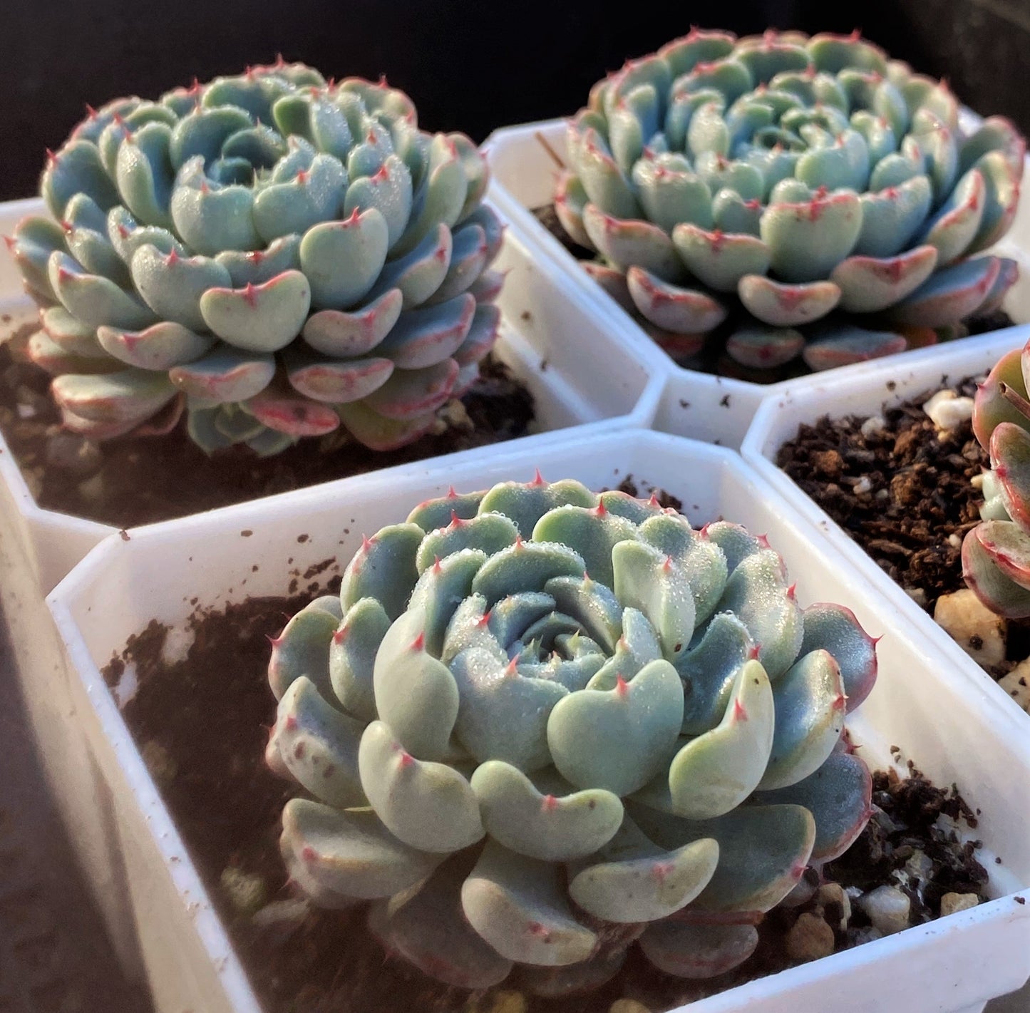 Echeveria minima A