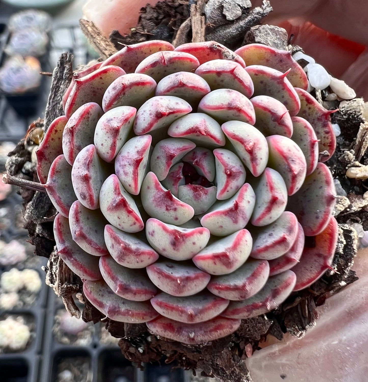 Echeveria minima A