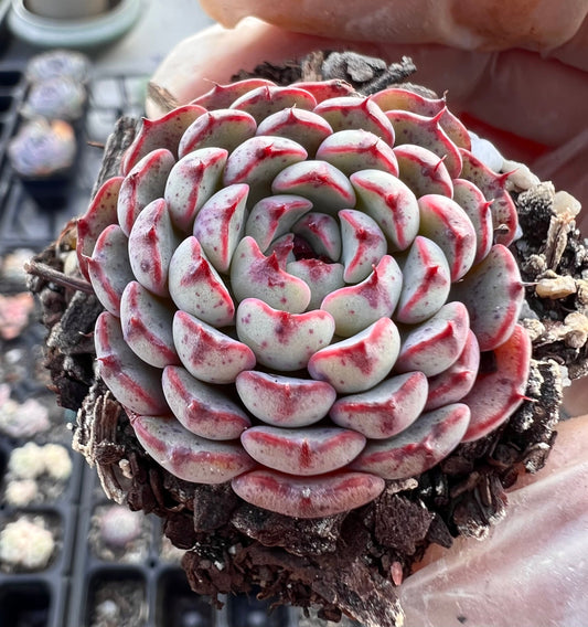 Echeveria minima A