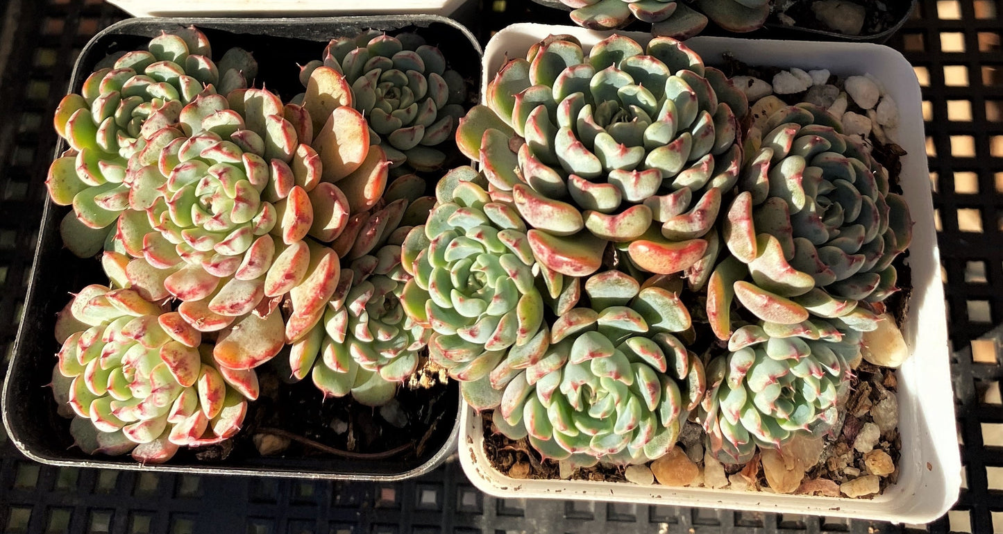 Echeveria minima A