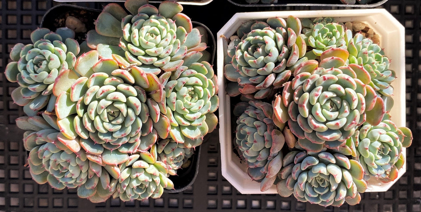 Echeveria minima A