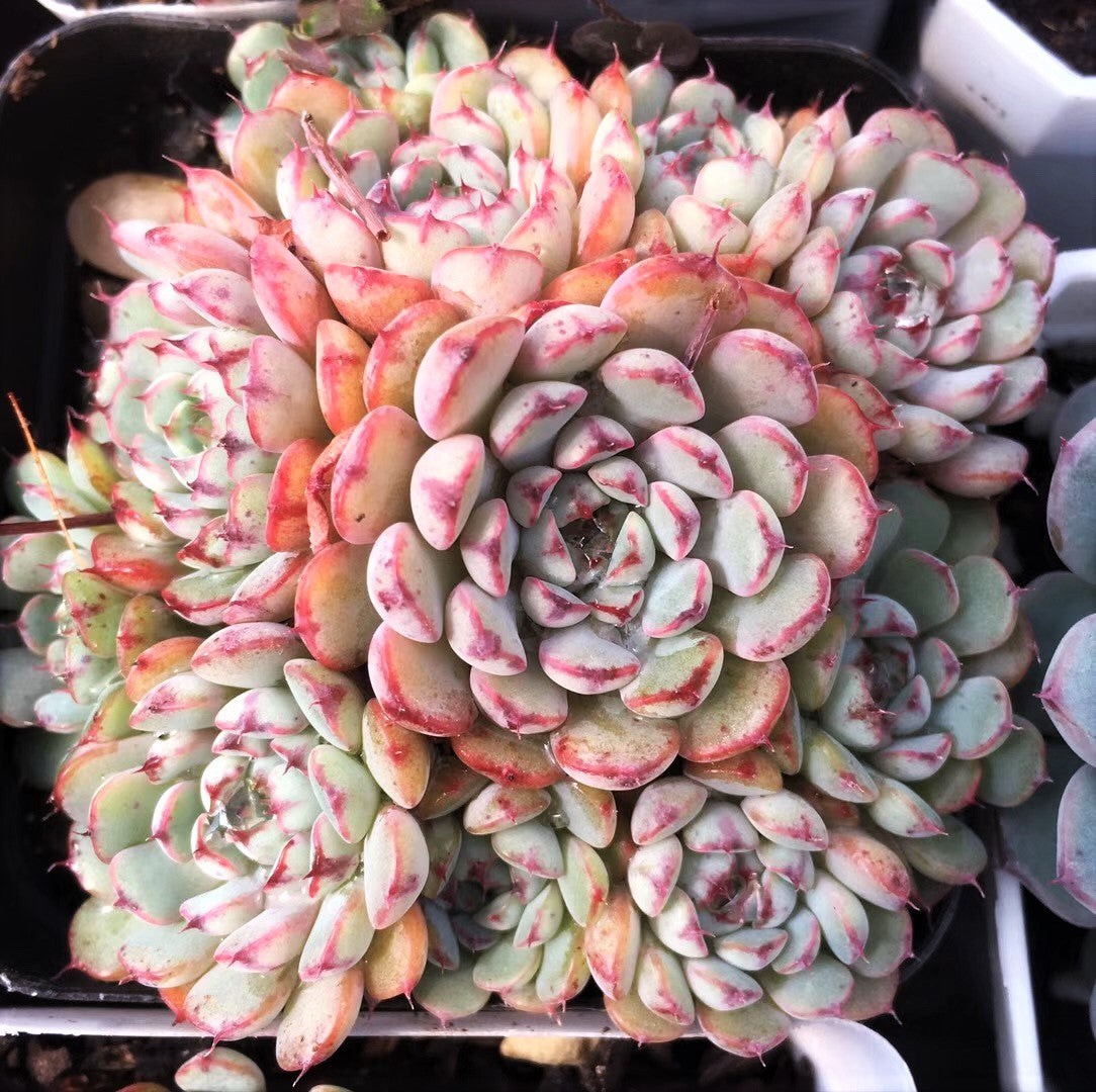 Echeveria minima A
