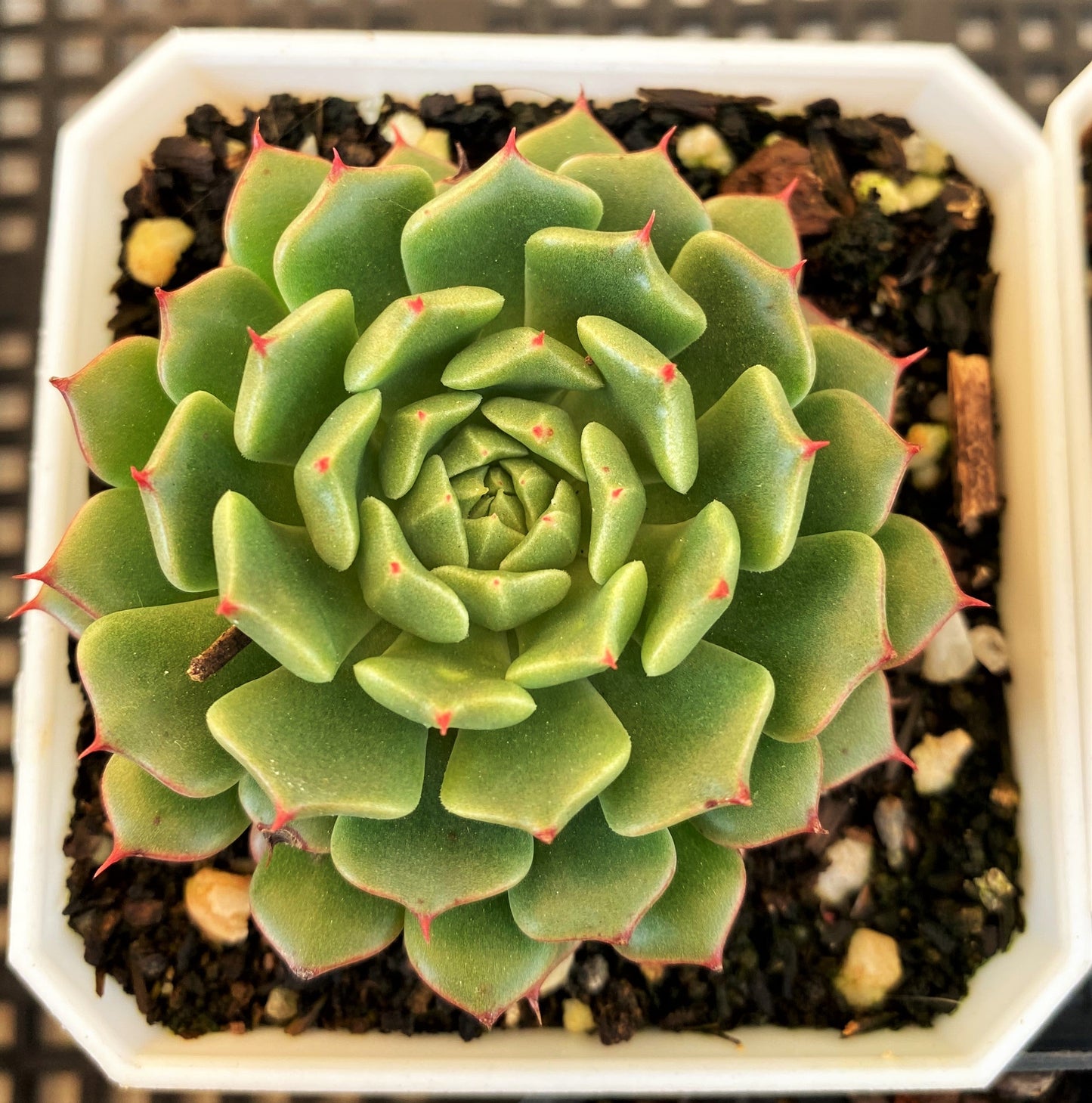 Echeveria minima cv. Miniouhikou