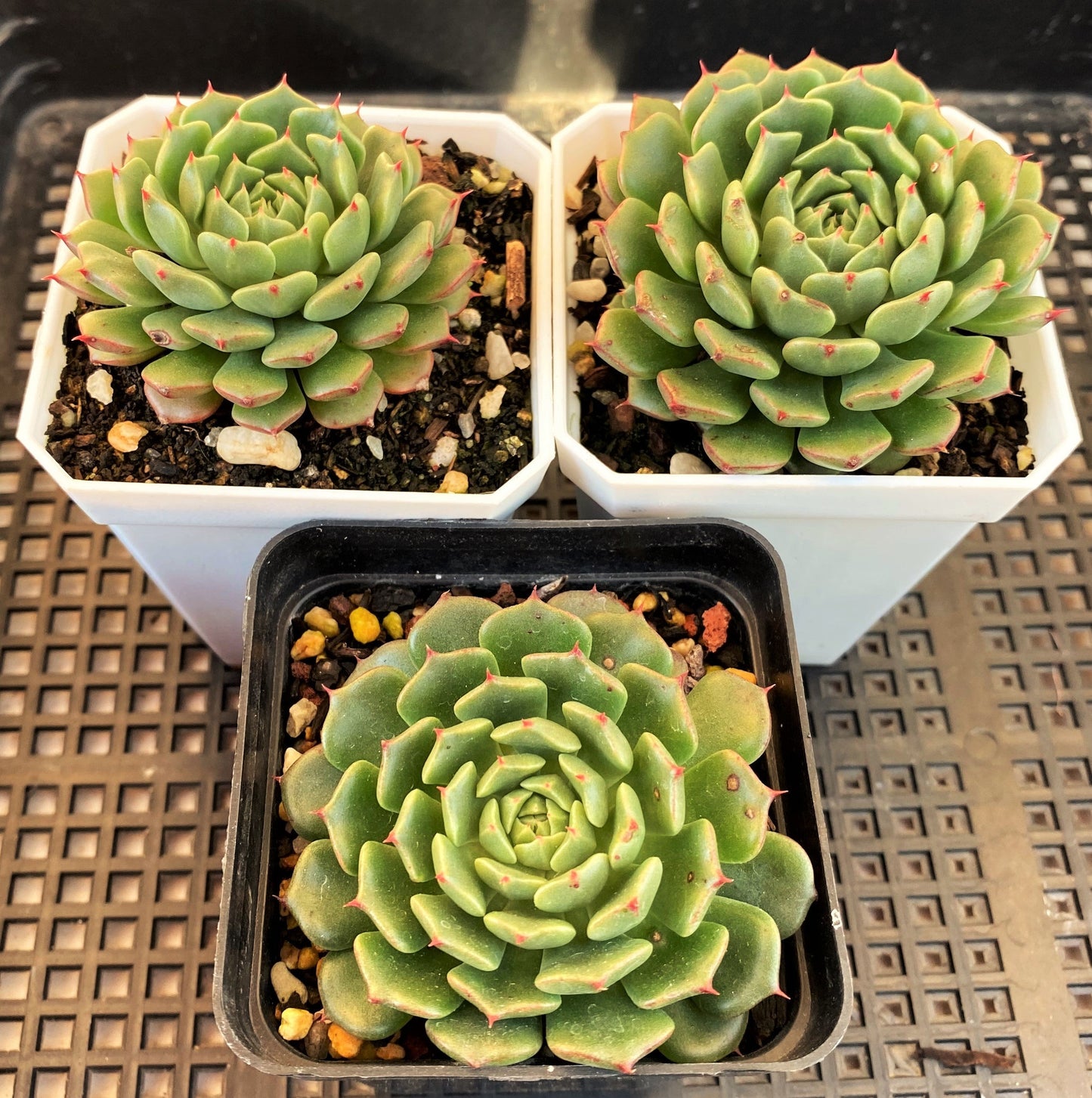 Echeveria minima cv. Miniouhikou