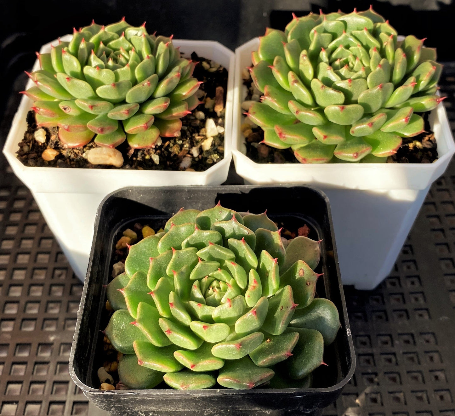 Echeveria minima cv. Miniouhikou