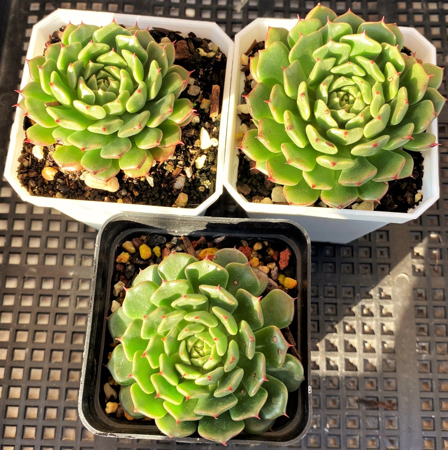 Echeveria minima cv. Miniouhikou