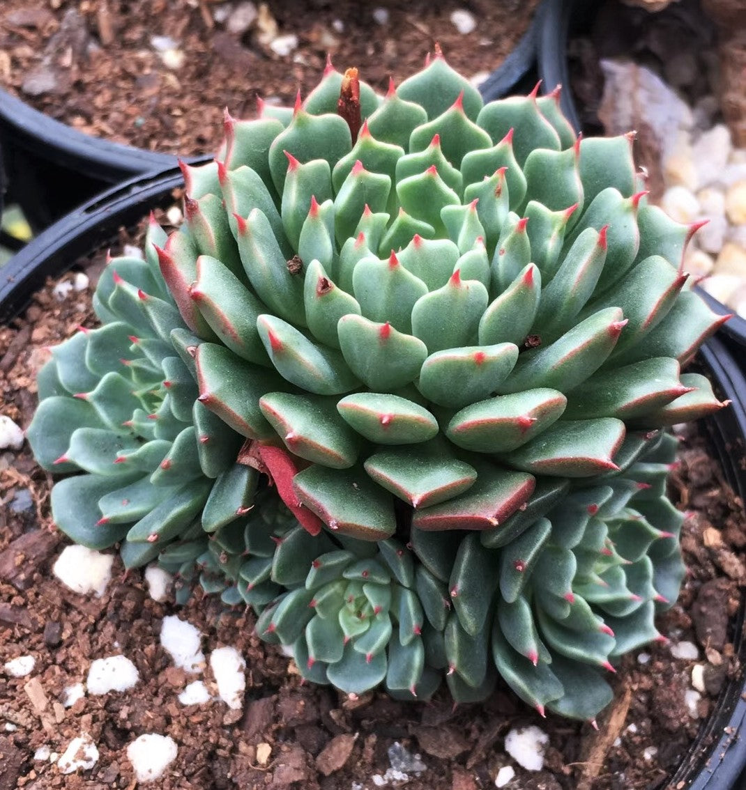 Echeveria minima cv. Miniouhikou