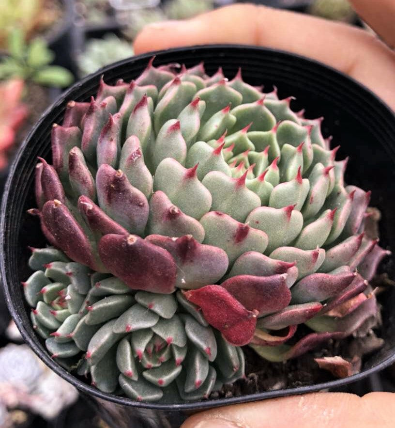 Echeveria minima cv. Miniouhikou