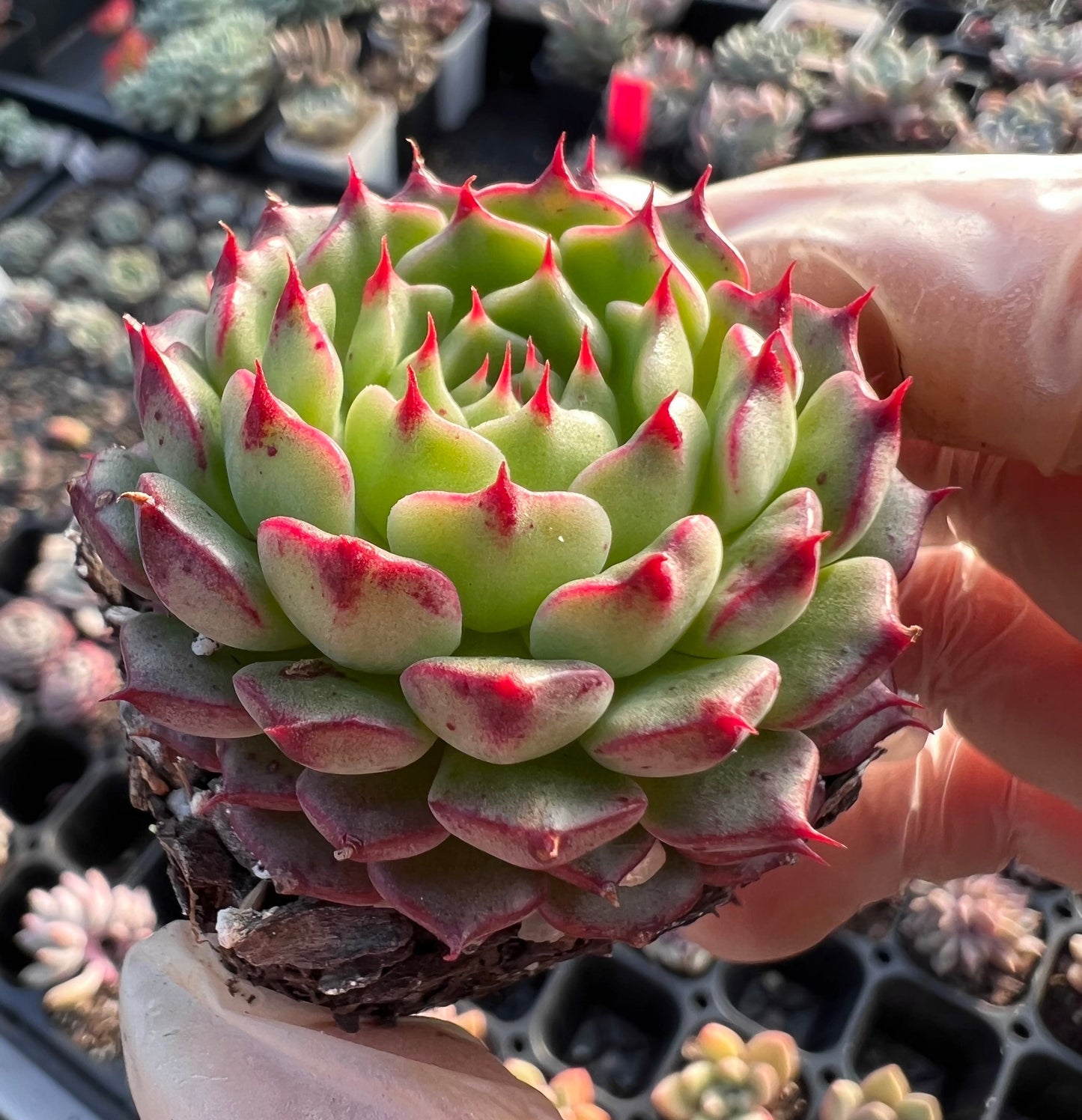 Echeveria minima cv. Miniouhikou