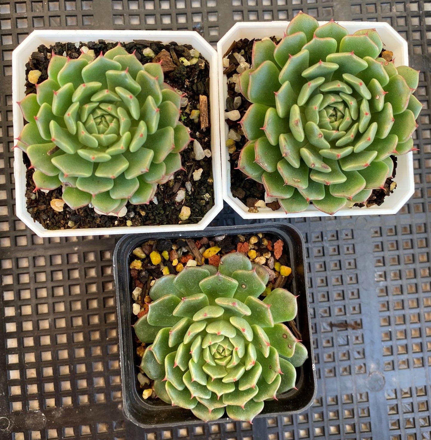 Echeveria minima cv. Miniouhikou