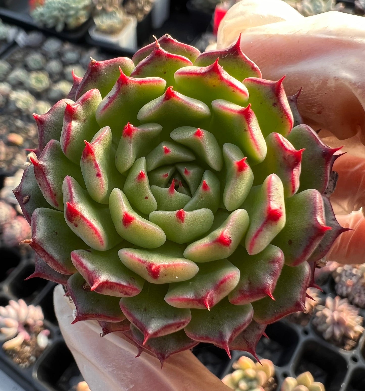 Echeveria minima cv. Miniouhikou
