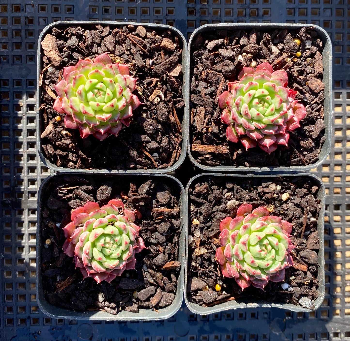 Echeveria minima cv. Miniouhikou