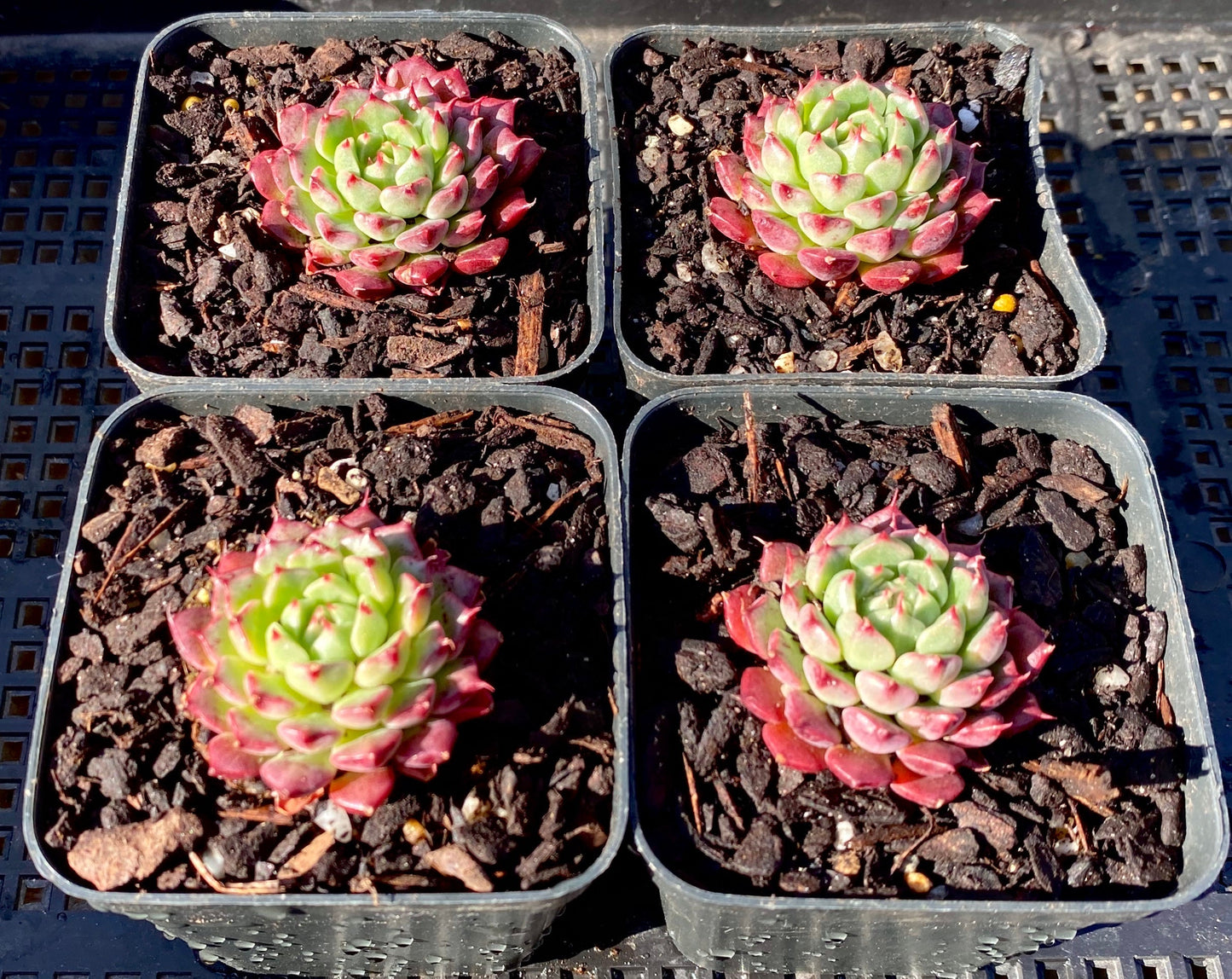 Echeveria minima cv. Miniouhikou