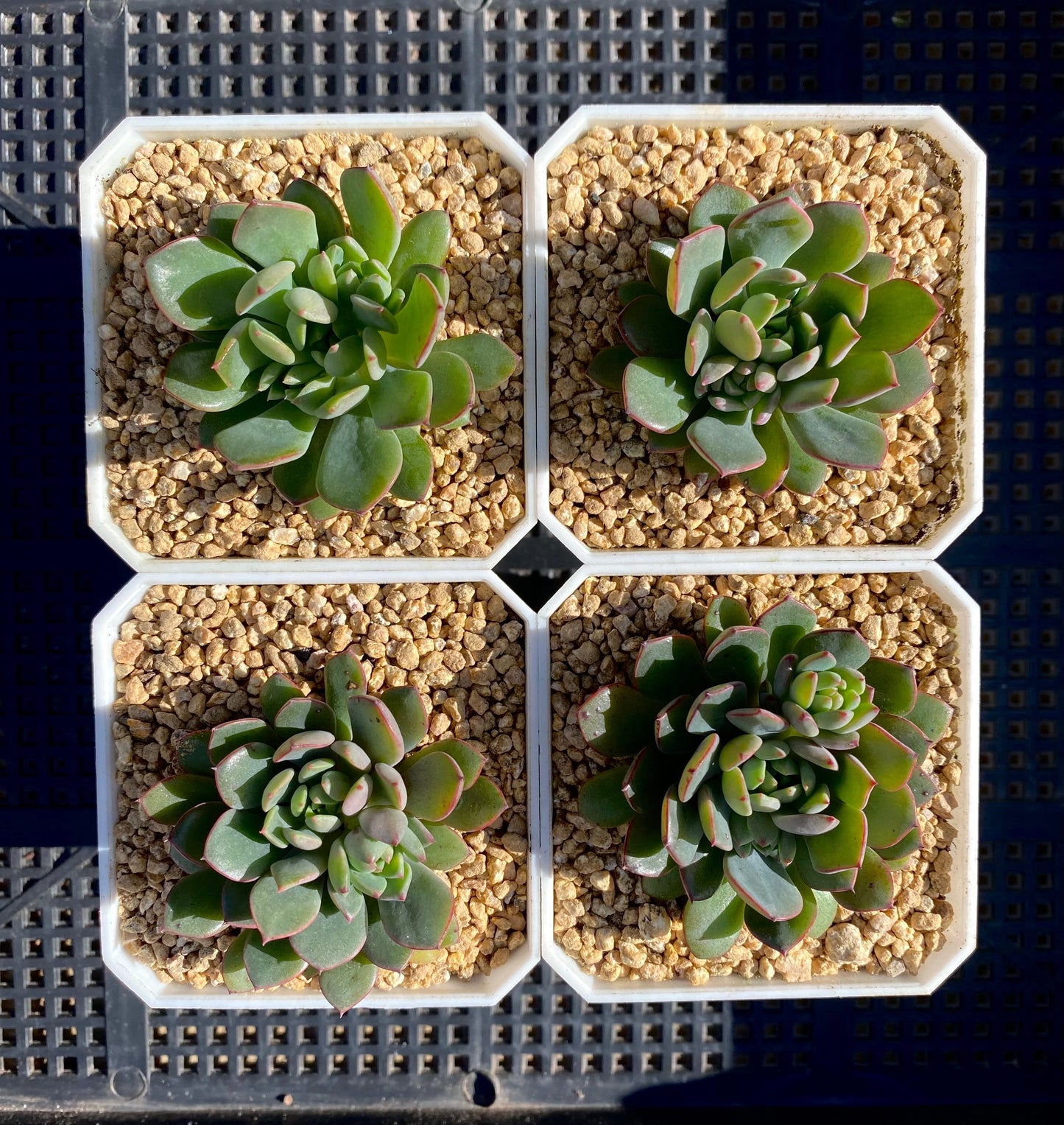 Echeveria minima x ballsii