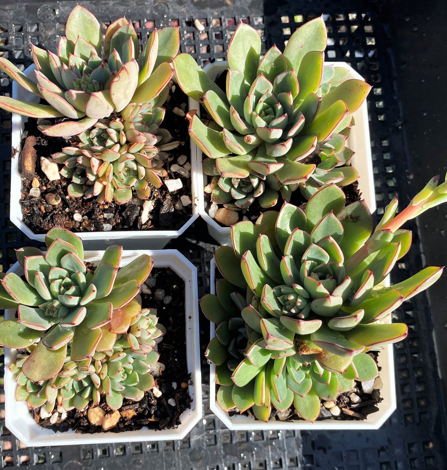 Echeveria minima x ballsii