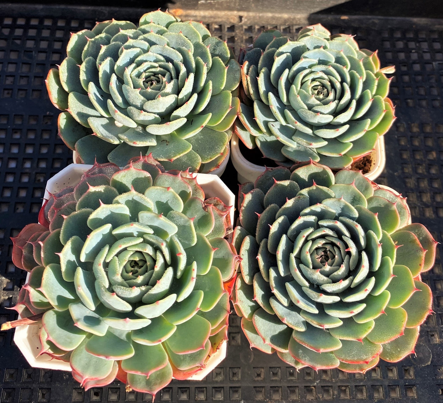 Echeveria minima x subsessilis