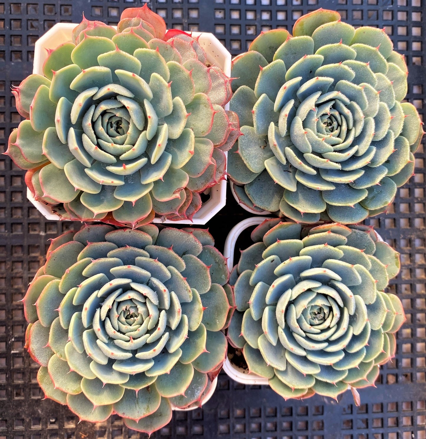 Echeveria minima x subsessilis