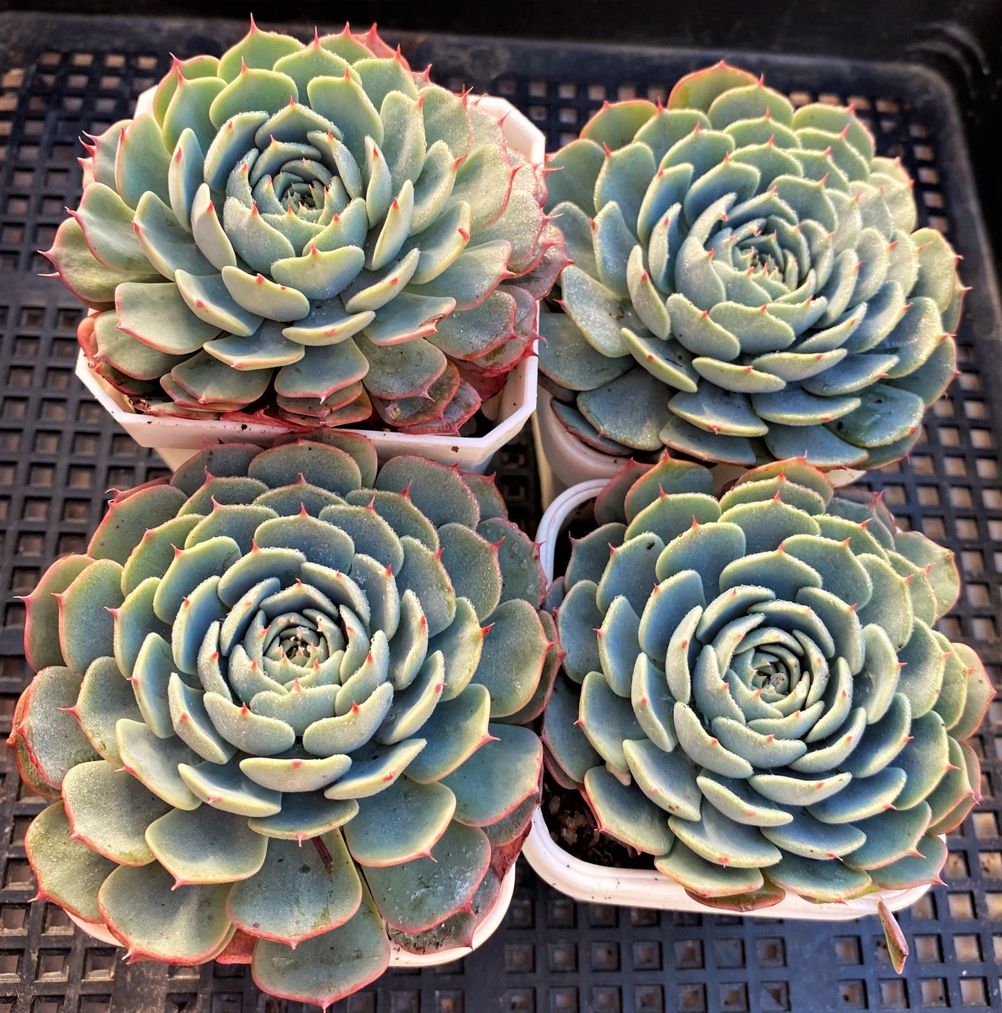 Echeveria minima x subsessilis