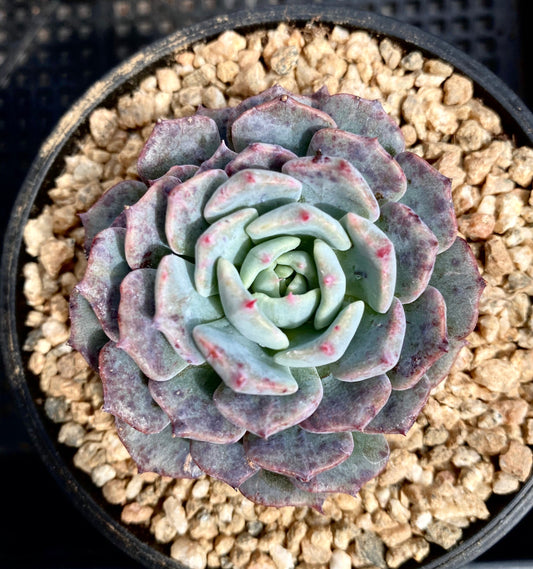 Echeveria minima x subsessilis monstrose