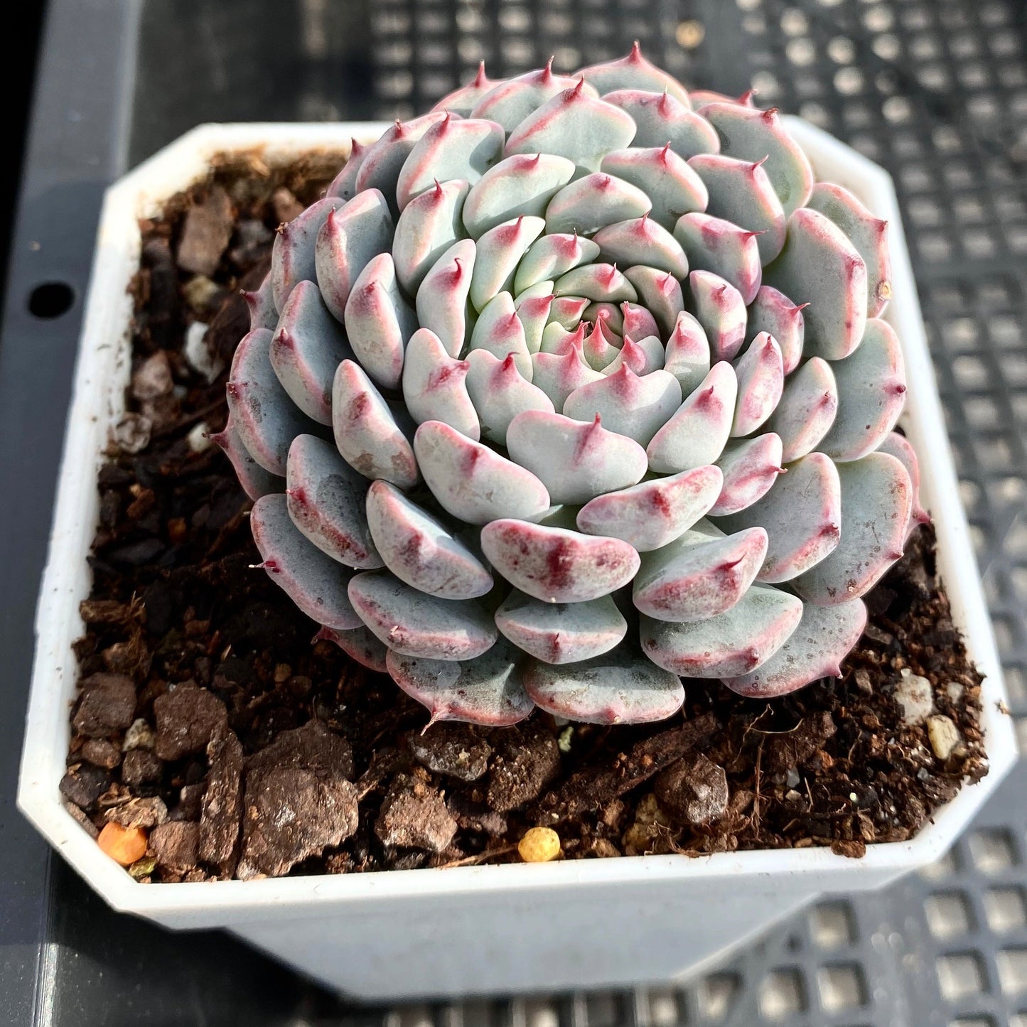 Echeveria minima x tuxpan S