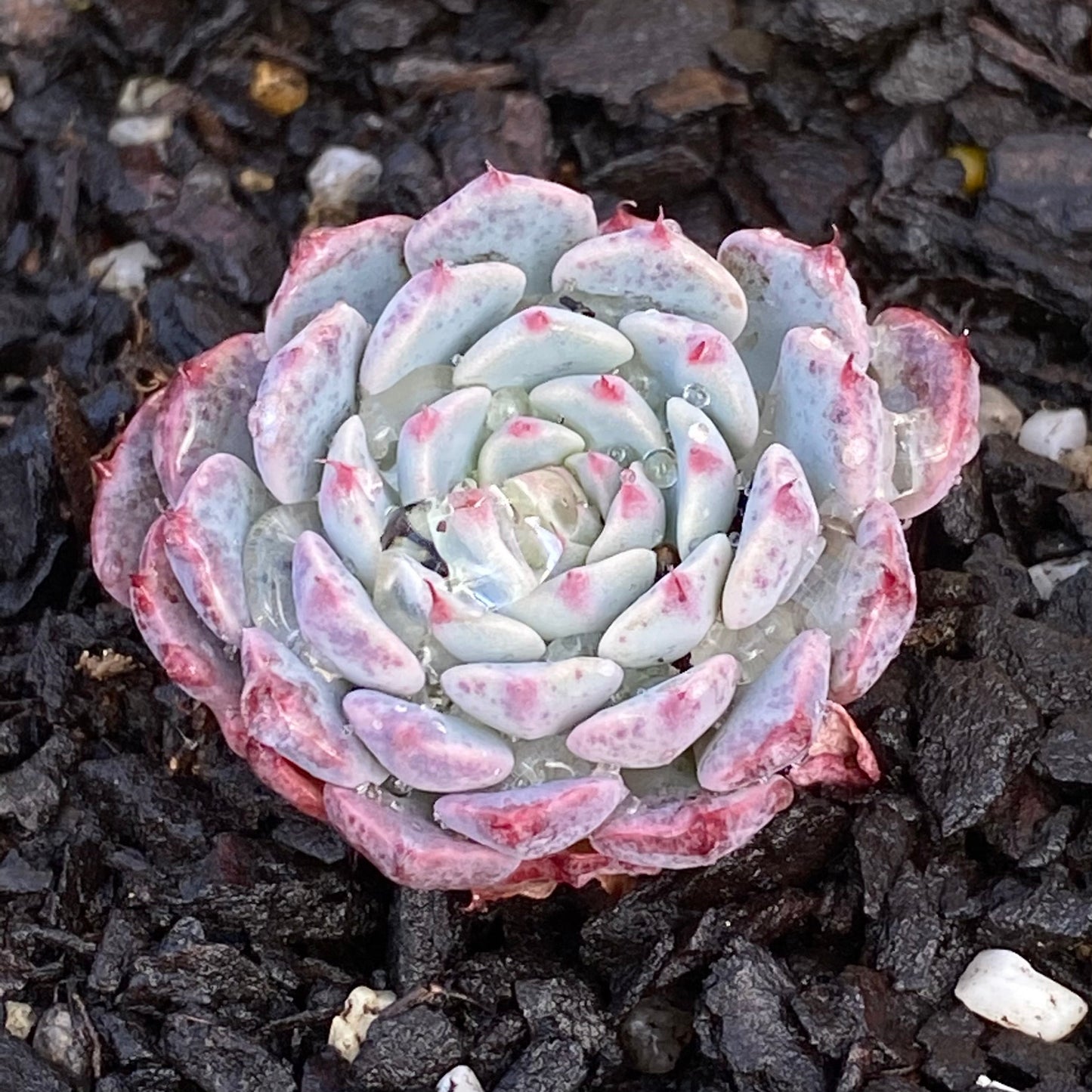 Echeveria minima x tuxpan S