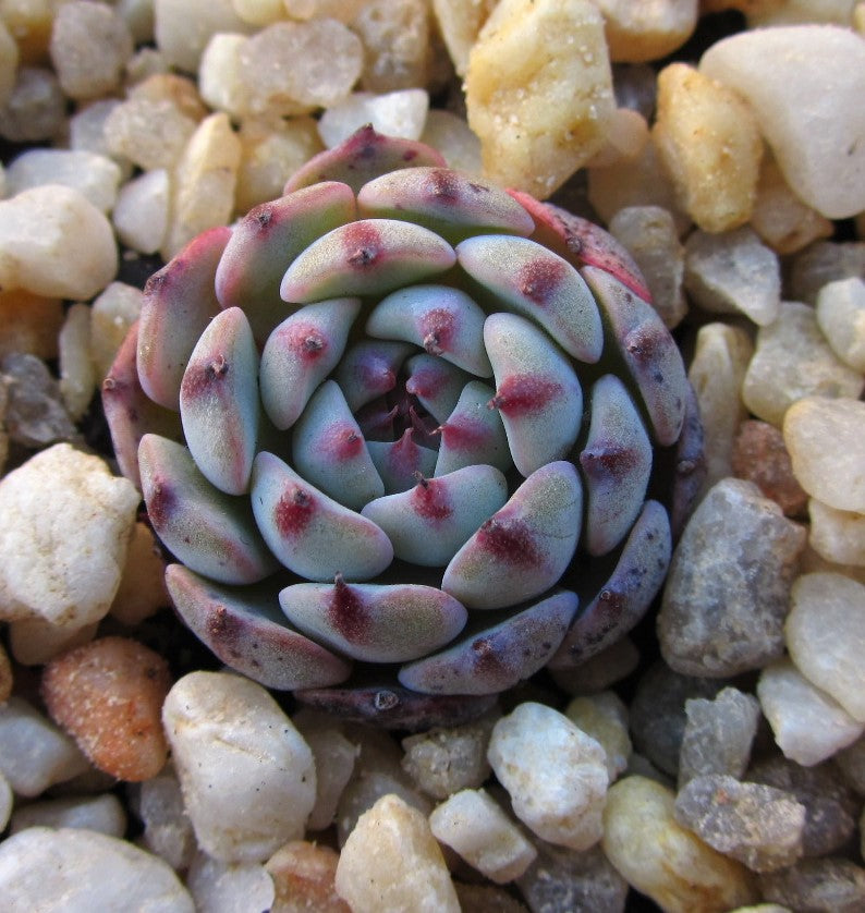 Echeveria minima x tuxpan S