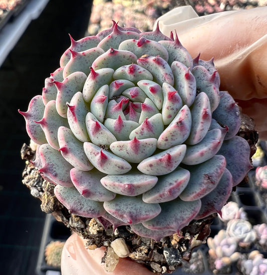 Echeveria minima x tuxpan S