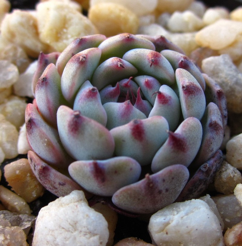 Echeveria minima x tuxpan S