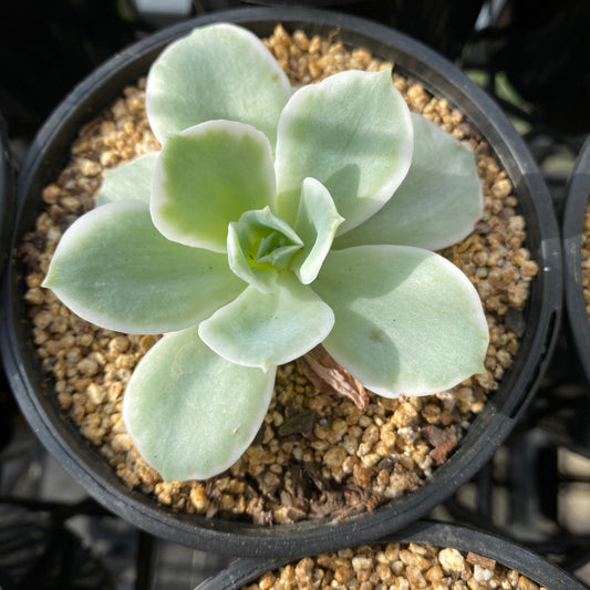 Echeveria lemon rose variegata