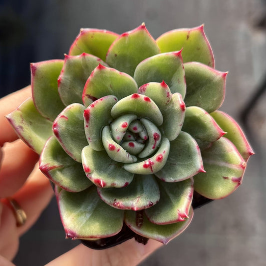 Echeveria Mocha monstrose