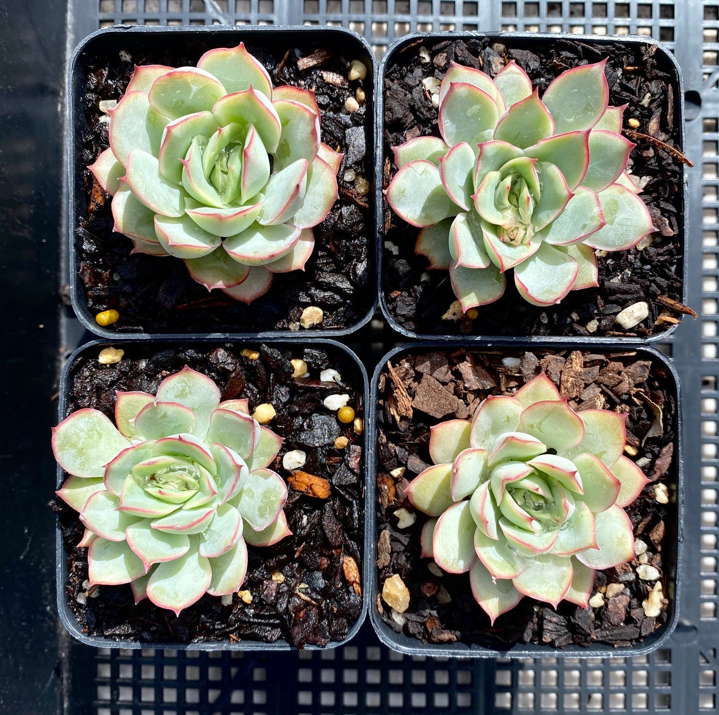 Echeveria Moon Gatonis/ Moon goddess