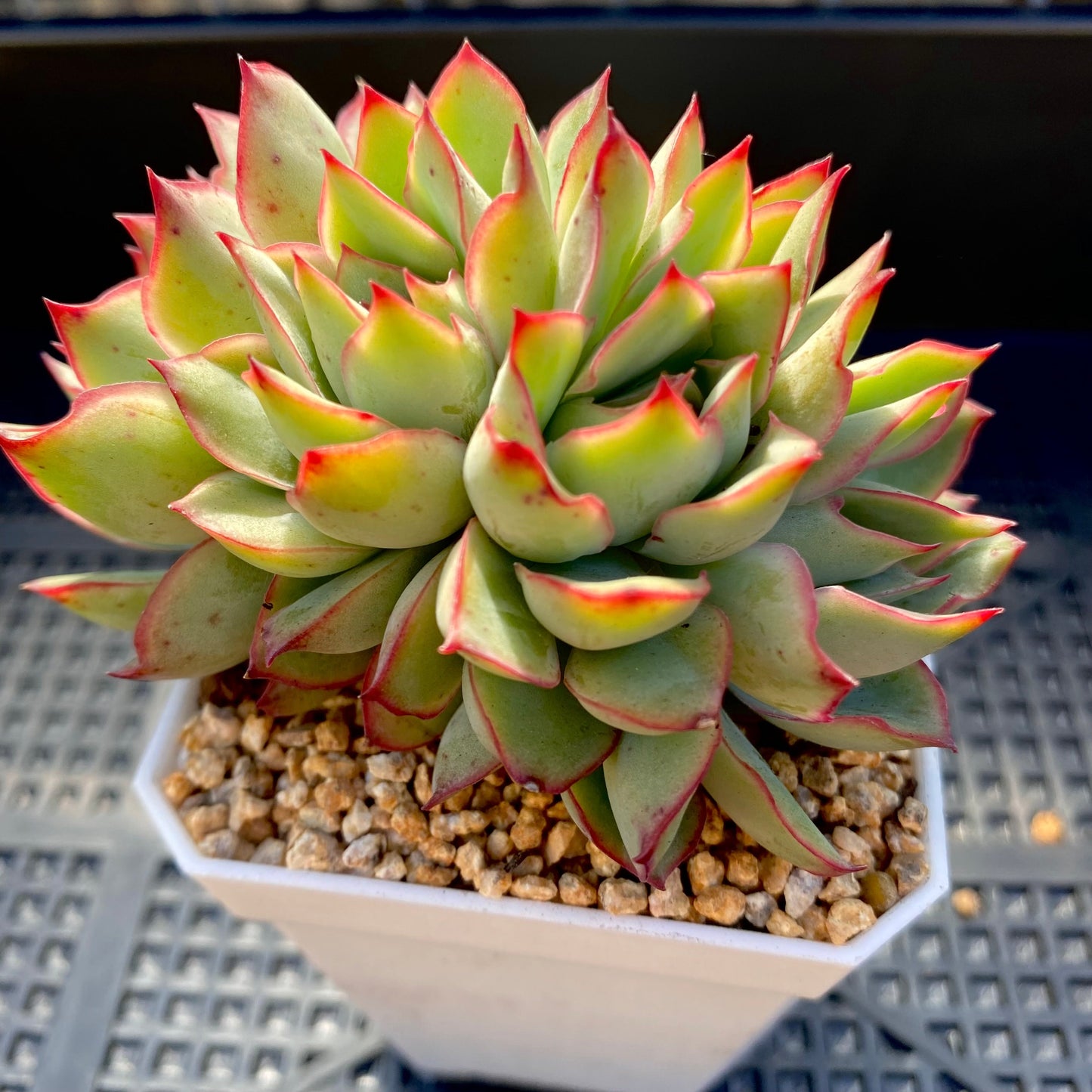 Echeveria Moon Gatonis/ Moon goddess