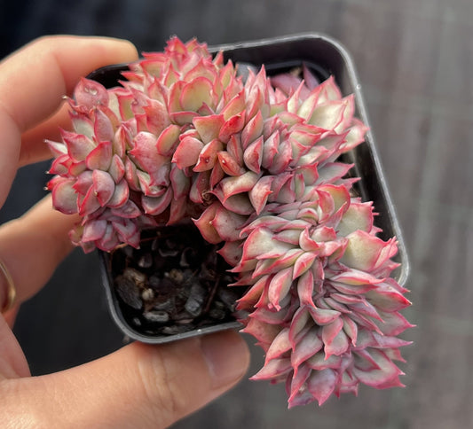 Echeveria Moon Goddess crest