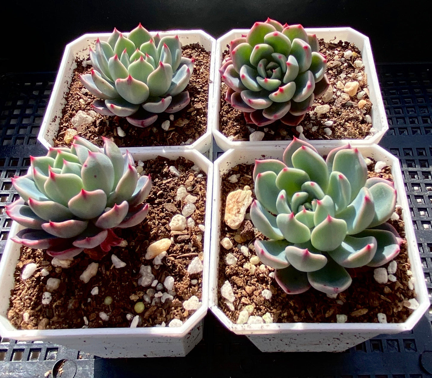 Eheveria nana mini hook