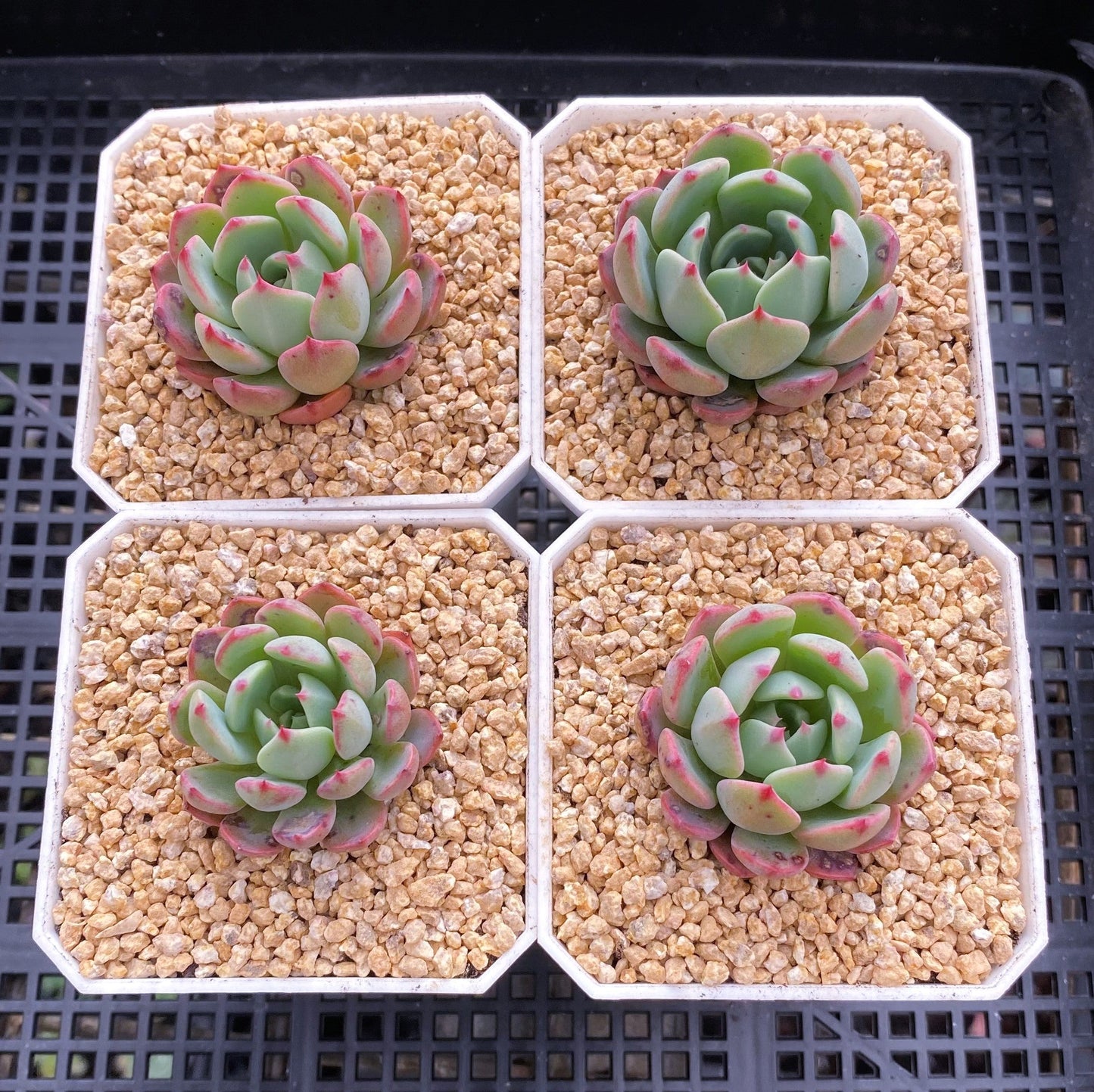 Eheveria nana mini hook