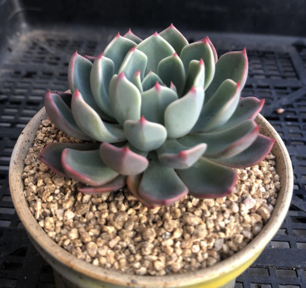 Eheveria nana mini hook