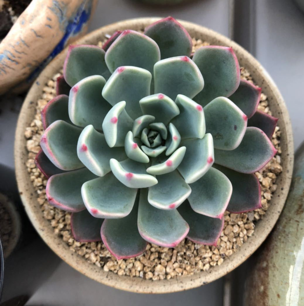 Eheveria nana mini hook