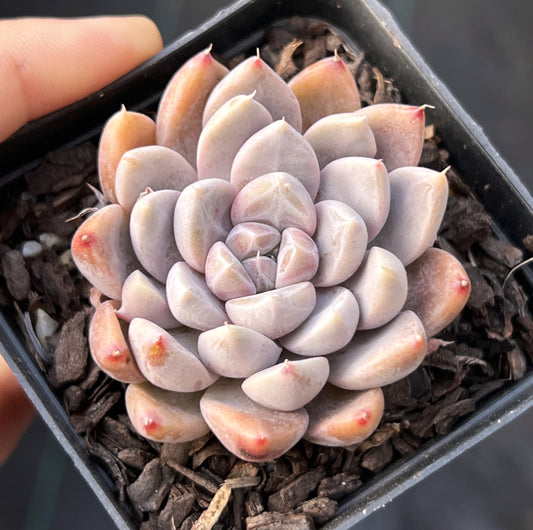 Echeveria nebula