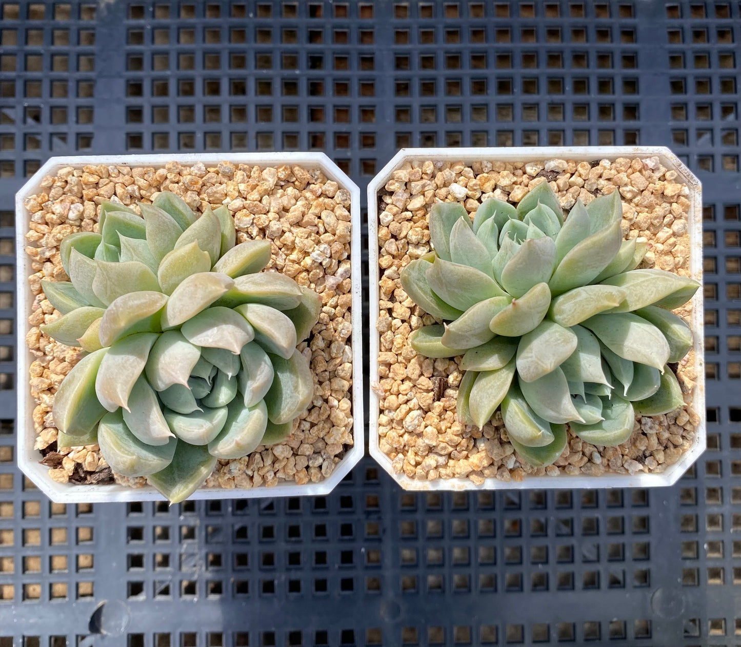 Echeveria nebula