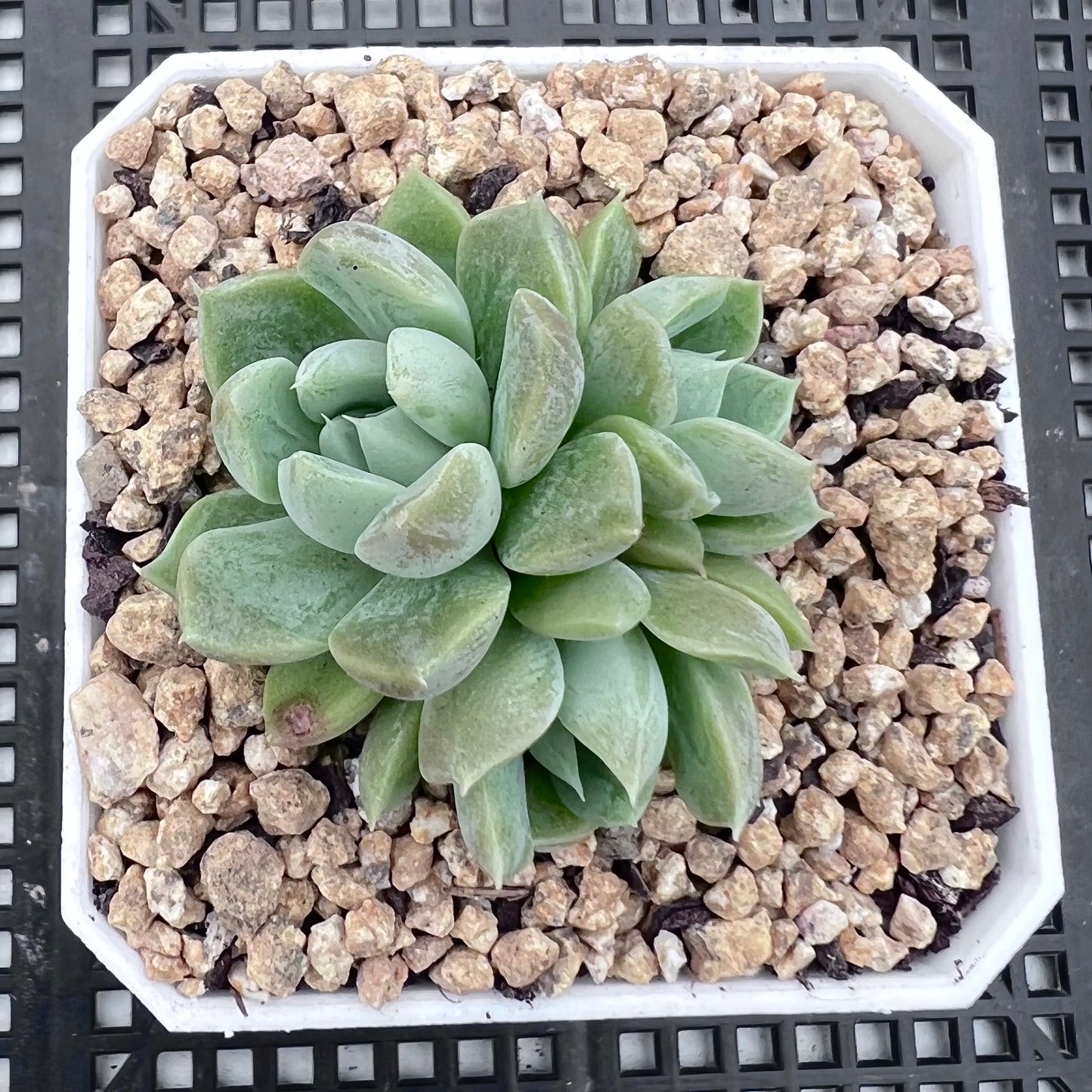 Echeveria nebula