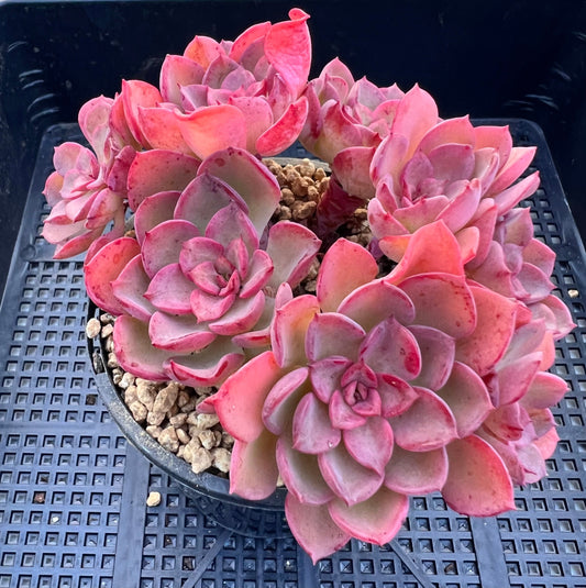 Echeveria noble