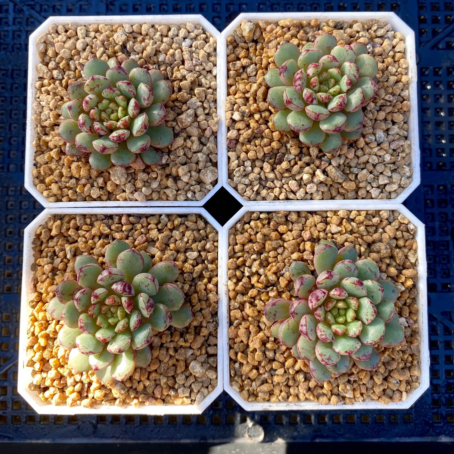 Echeveria Nocturn