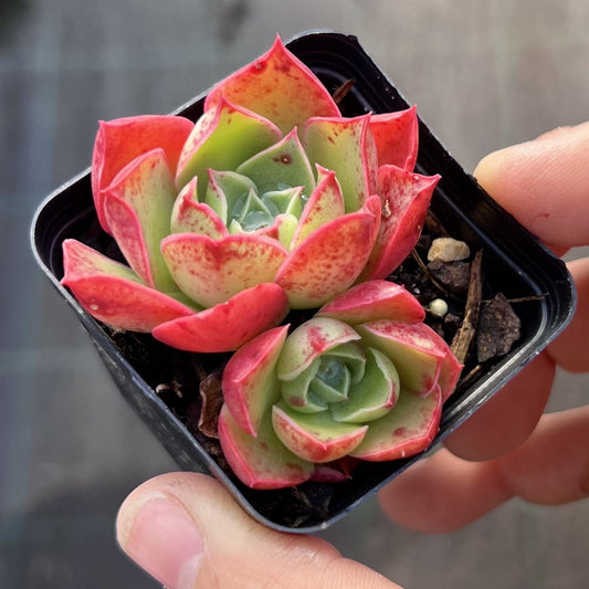 Echeveria obsidian
