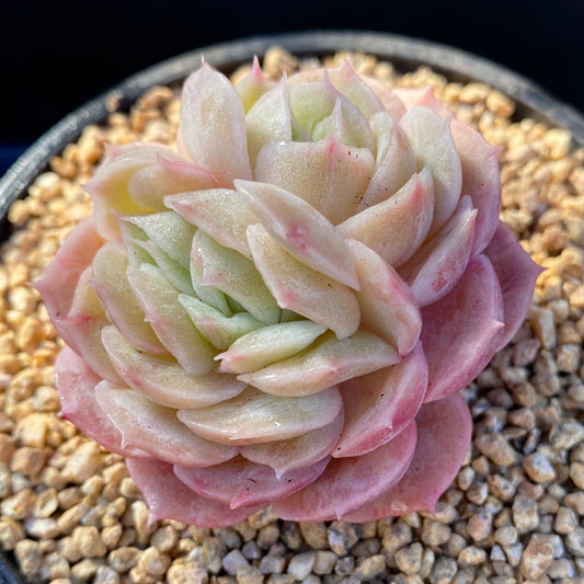 Echeveria onslow monstrose S