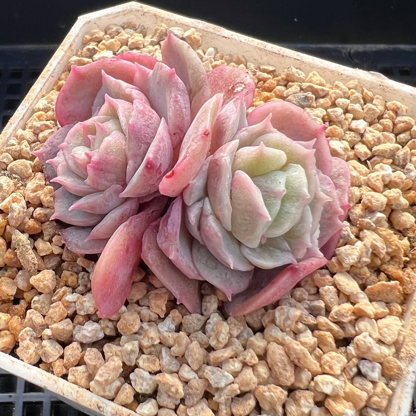 Echeveria onslow monstrose S