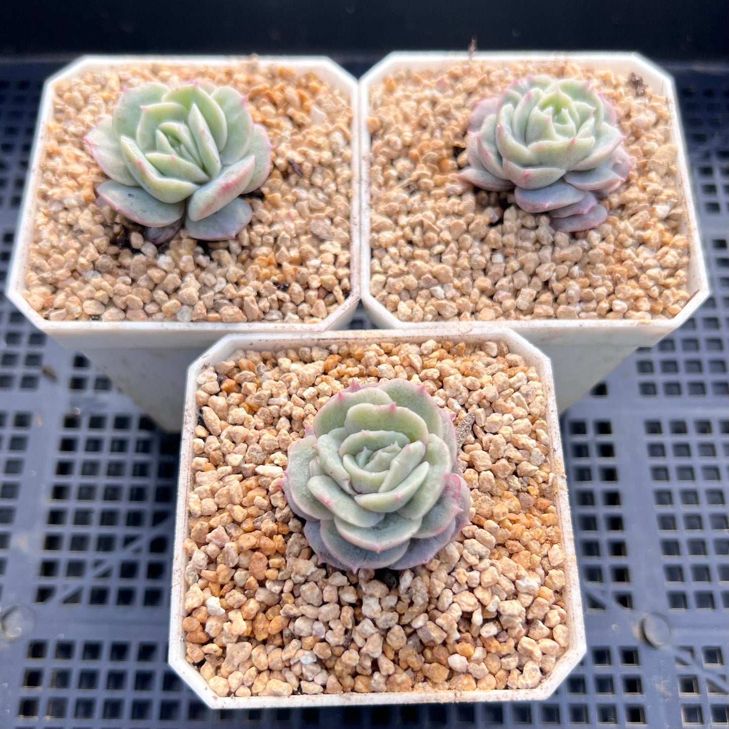 Echeveria onslow monstrose S