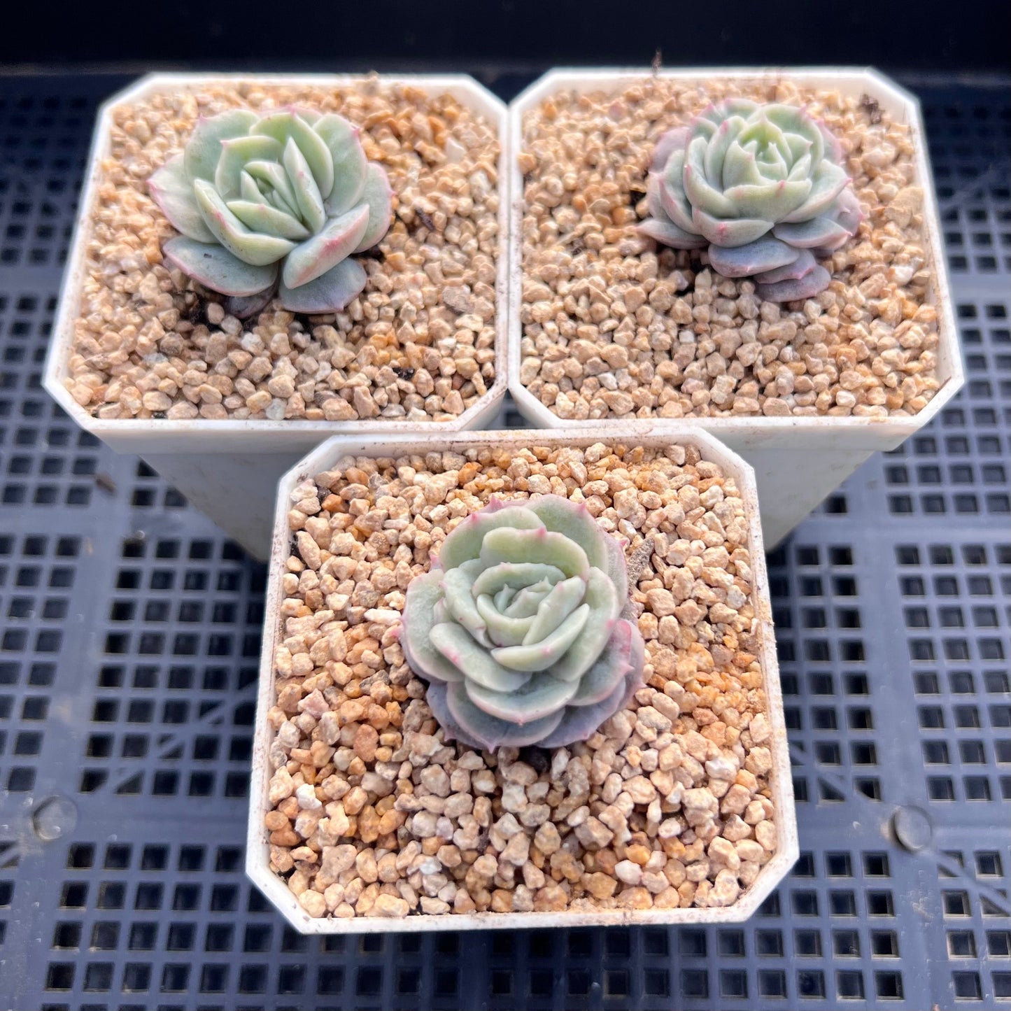 Echeveria onslow monstrose S