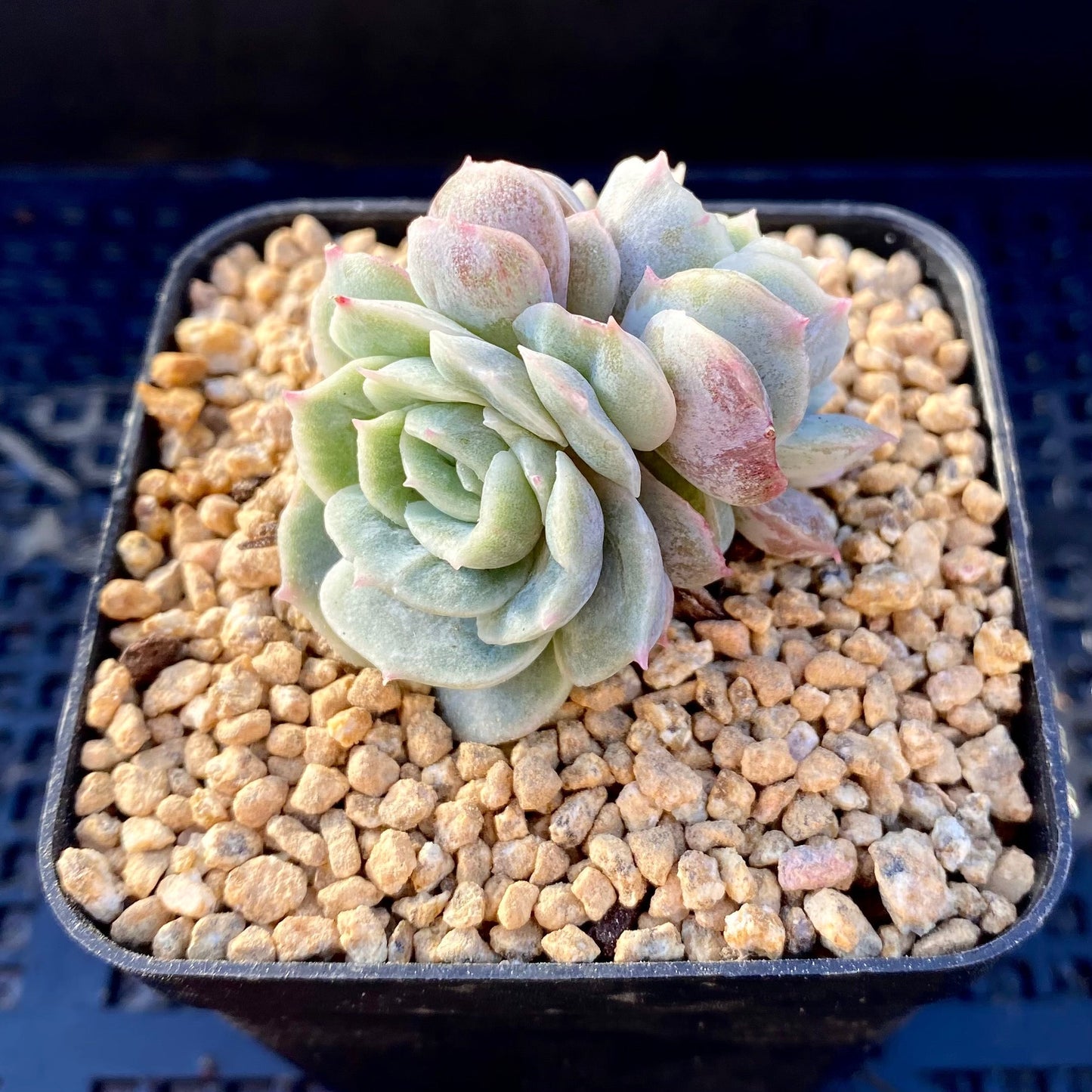 Echeveria onslow monstrose S