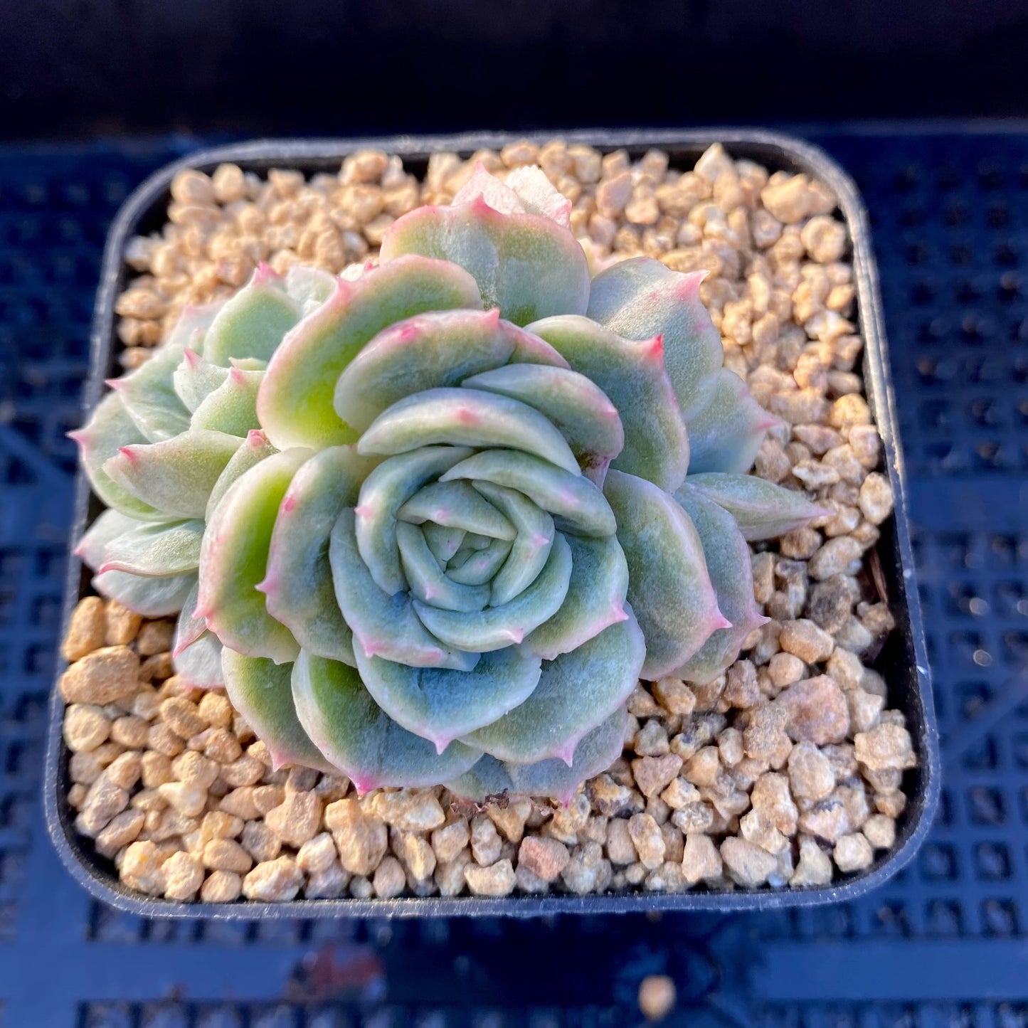 Echeveria onslow monstrose S